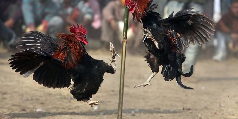 Những điểm hấp dẫn làm thú vị hơn khi đặt kèo đá gà