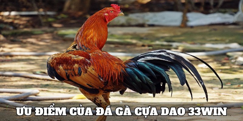 Điểm cộng đặc biệt dẫn đến sự yêu thích của khách hàng